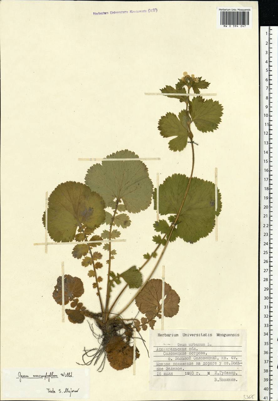 Geum macrophyllum Willd., Eastern Europe, Northern region (E1) (Russia)