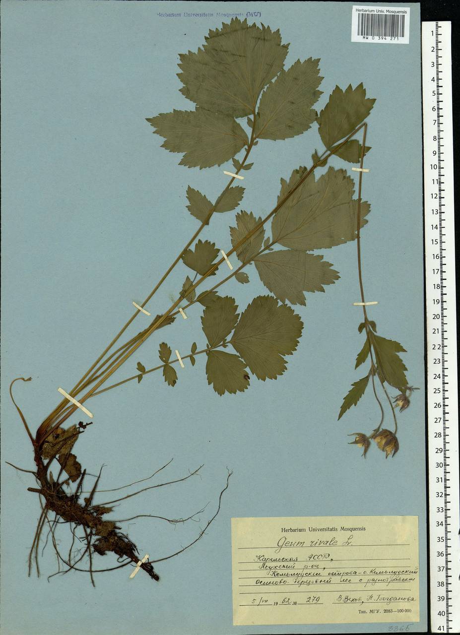 Geum rivale L., Eastern Europe, Northern region (E1) (Russia)