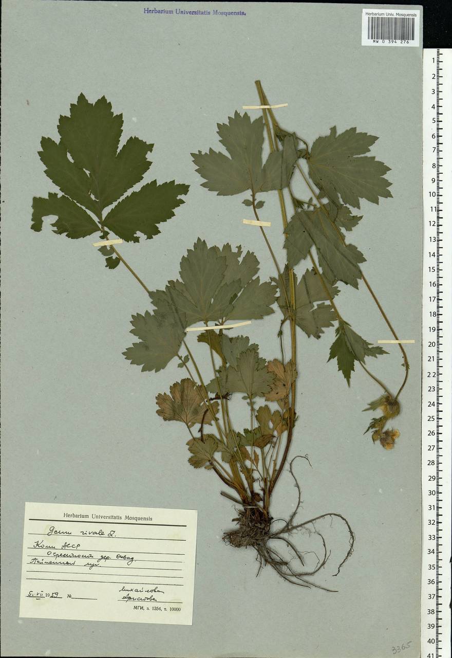 Geum rivale L., Eastern Europe, Northern region (E1) (Russia)