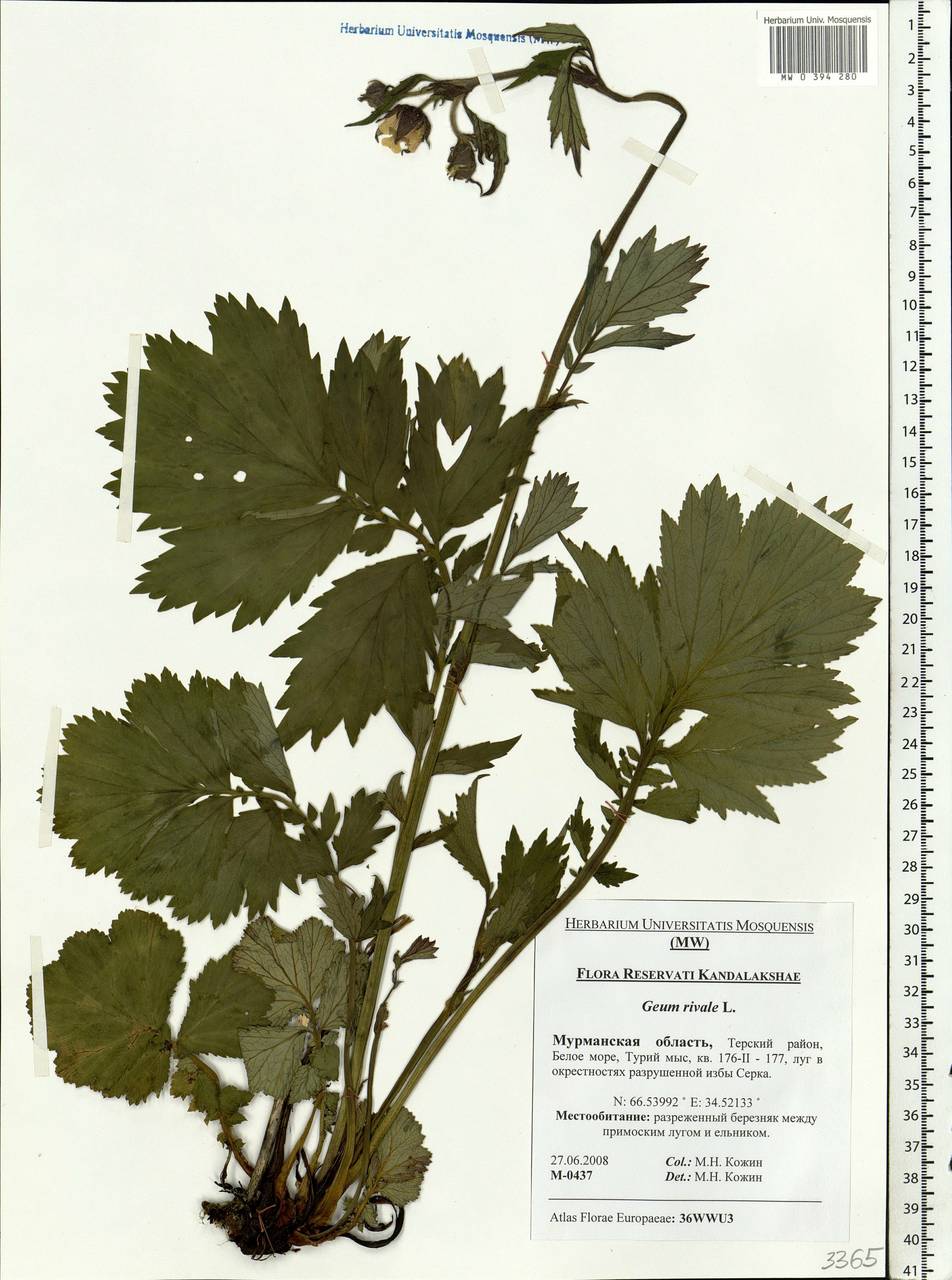 Geum rivale L., Eastern Europe, Northern region (E1) (Russia)