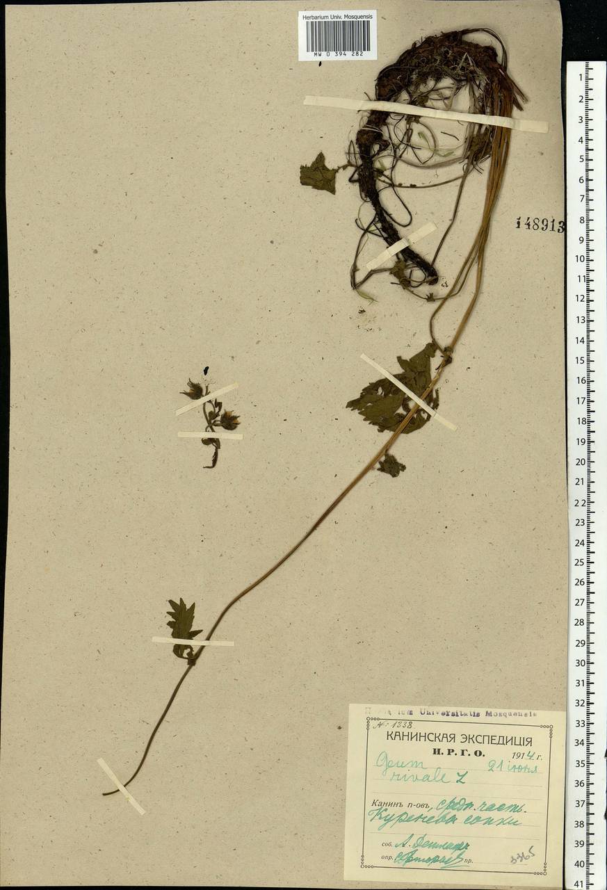 Geum rivale L., Eastern Europe, Northern region (E1) (Russia)