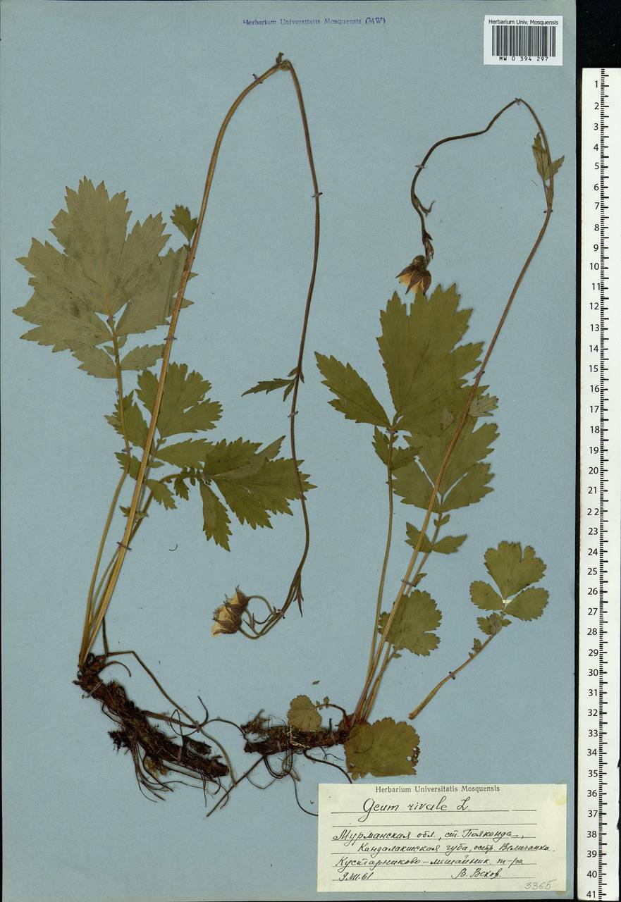 Geum rivale L., Eastern Europe, Northern region (E1) (Russia)