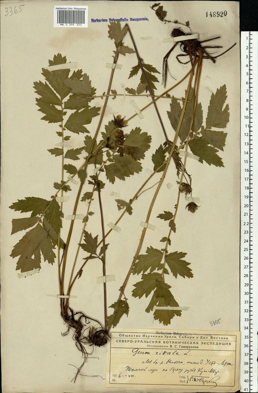 Geum rivale L., Eastern Europe, Northern region (E1) (Russia)