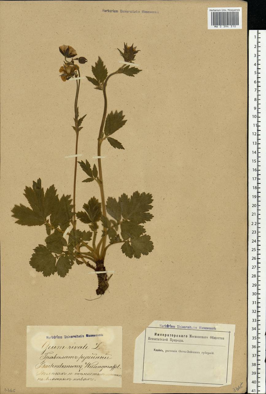 Geum rivale L., Eastern Europe, Latvia (E2b) (Latvia)