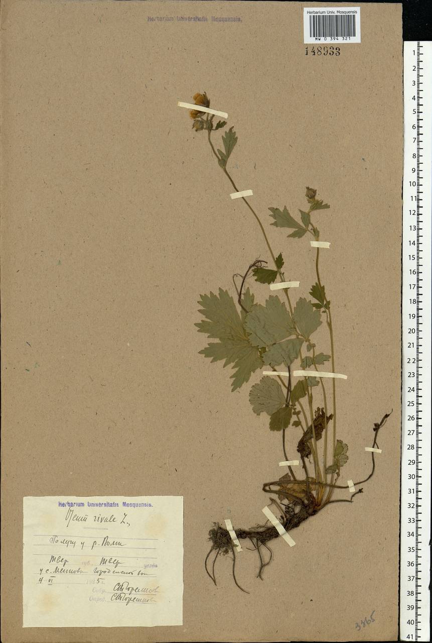 Geum rivale L., Eastern Europe, North-Western region (E2) (Russia)