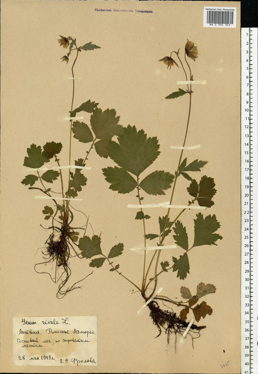 Geum rivale L., Eastern Europe, Latvia (E2b) (Latvia)