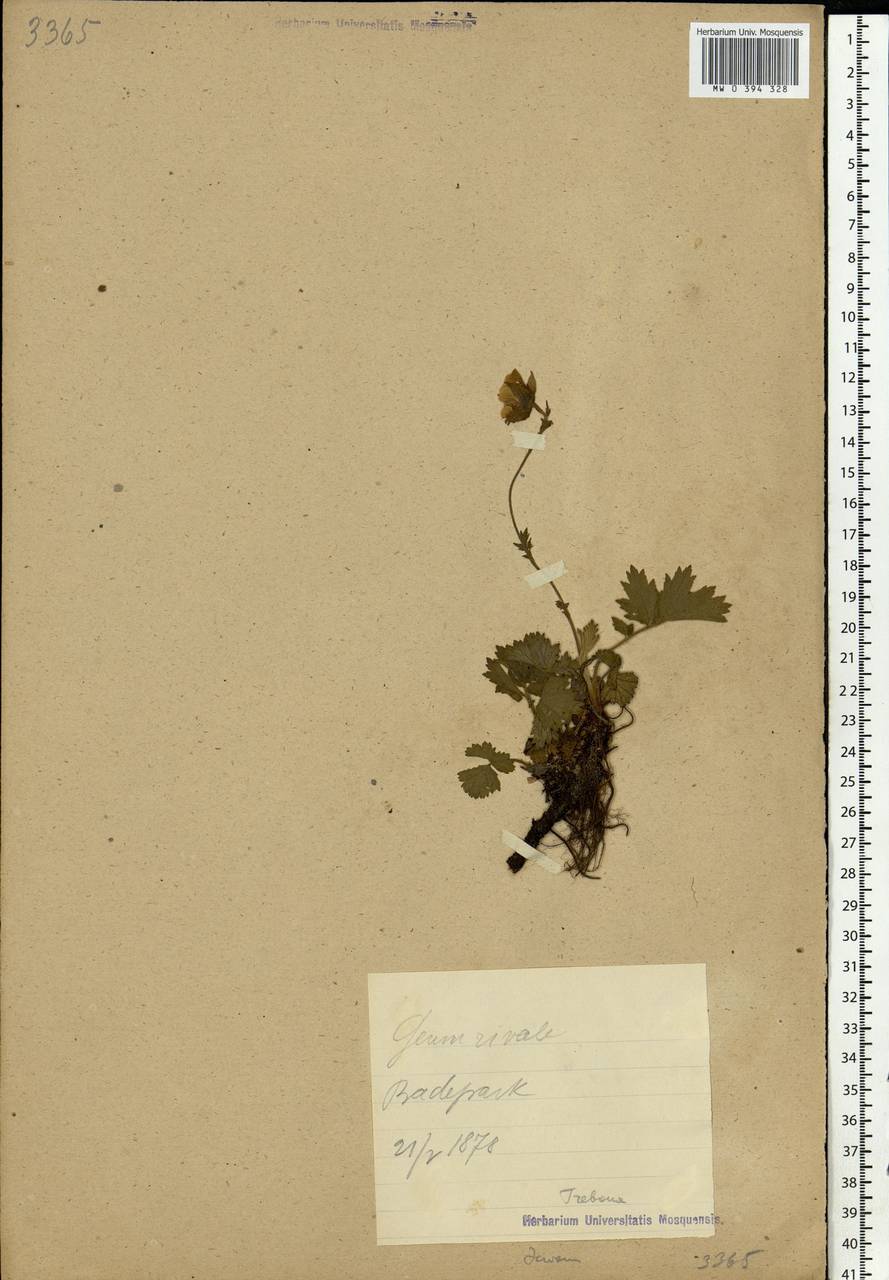 Geum rivale L., Eastern Europe, Estonia (E2c) (Estonia)