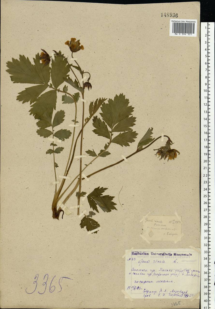Geum rivale L., Eastern Europe, North-Western region (E2) (Russia)