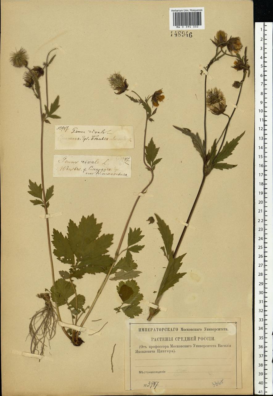 Geum rivale L., Eastern Europe, North-Western region (E2) (Russia)