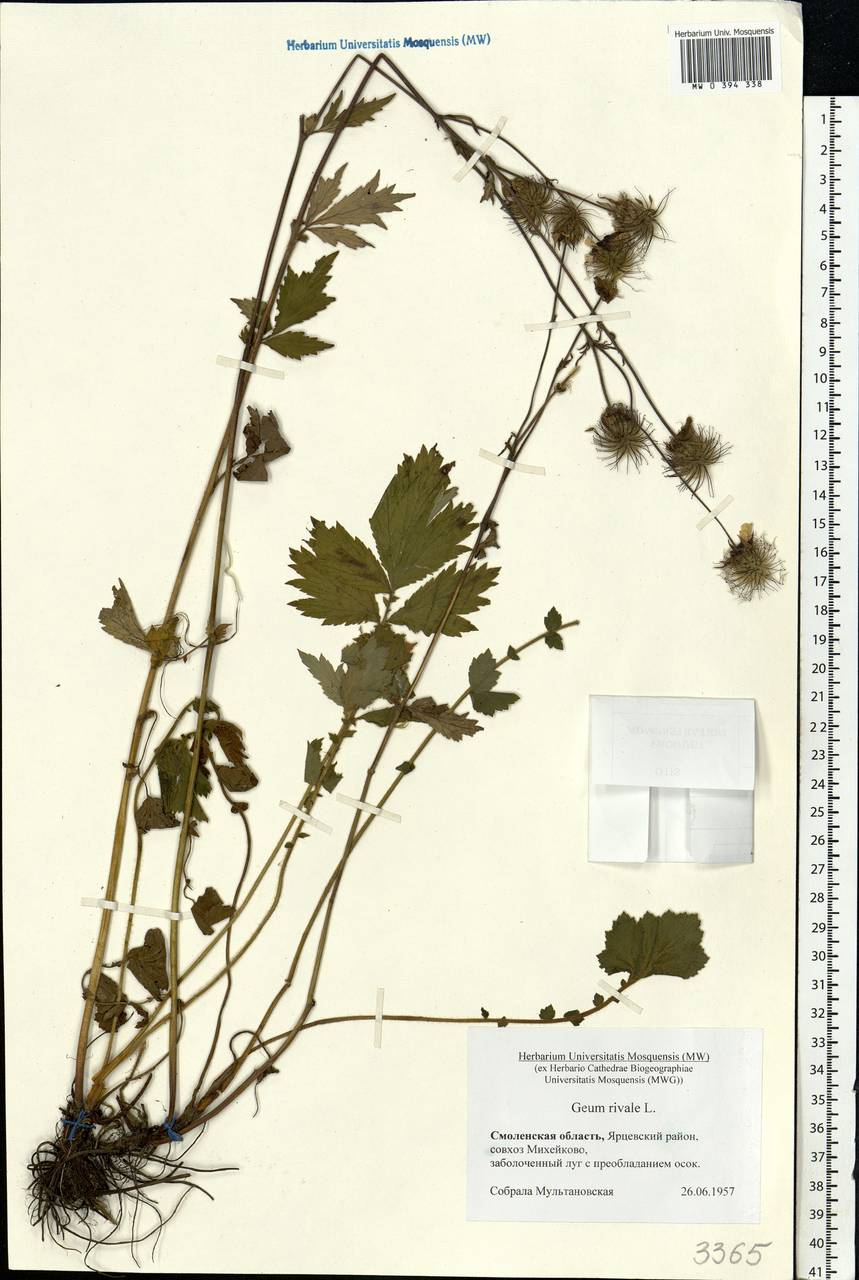 Geum rivale L., Eastern Europe, Western region (E3) (Russia)