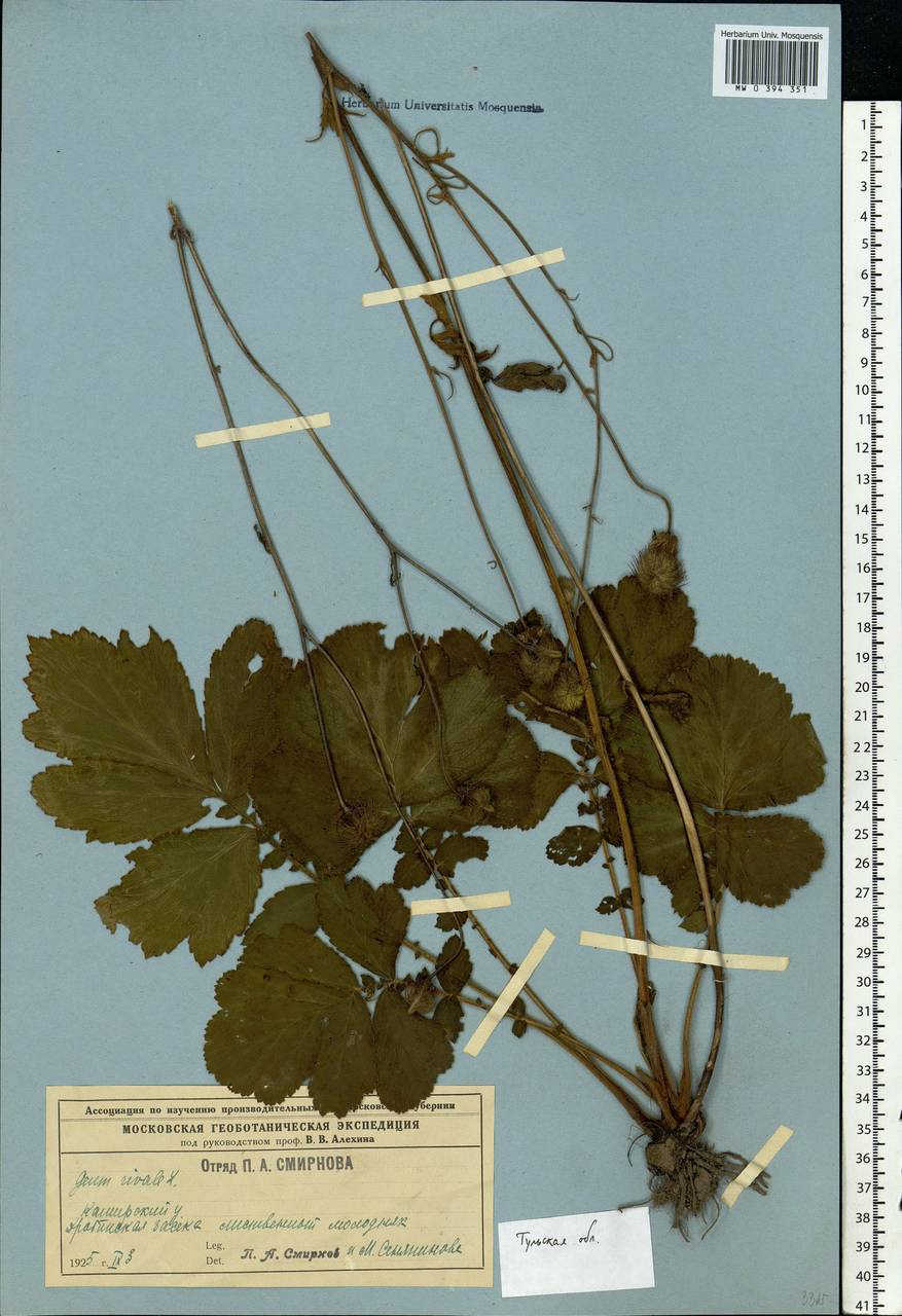 Geum rivale L., Eastern Europe, Central region (E4) (Russia)