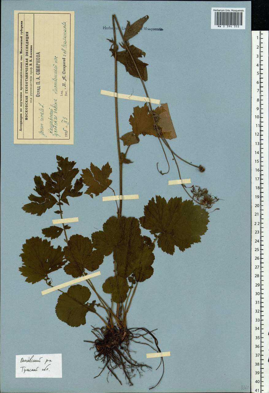 Geum rivale L., Eastern Europe, Central region (E4) (Russia)