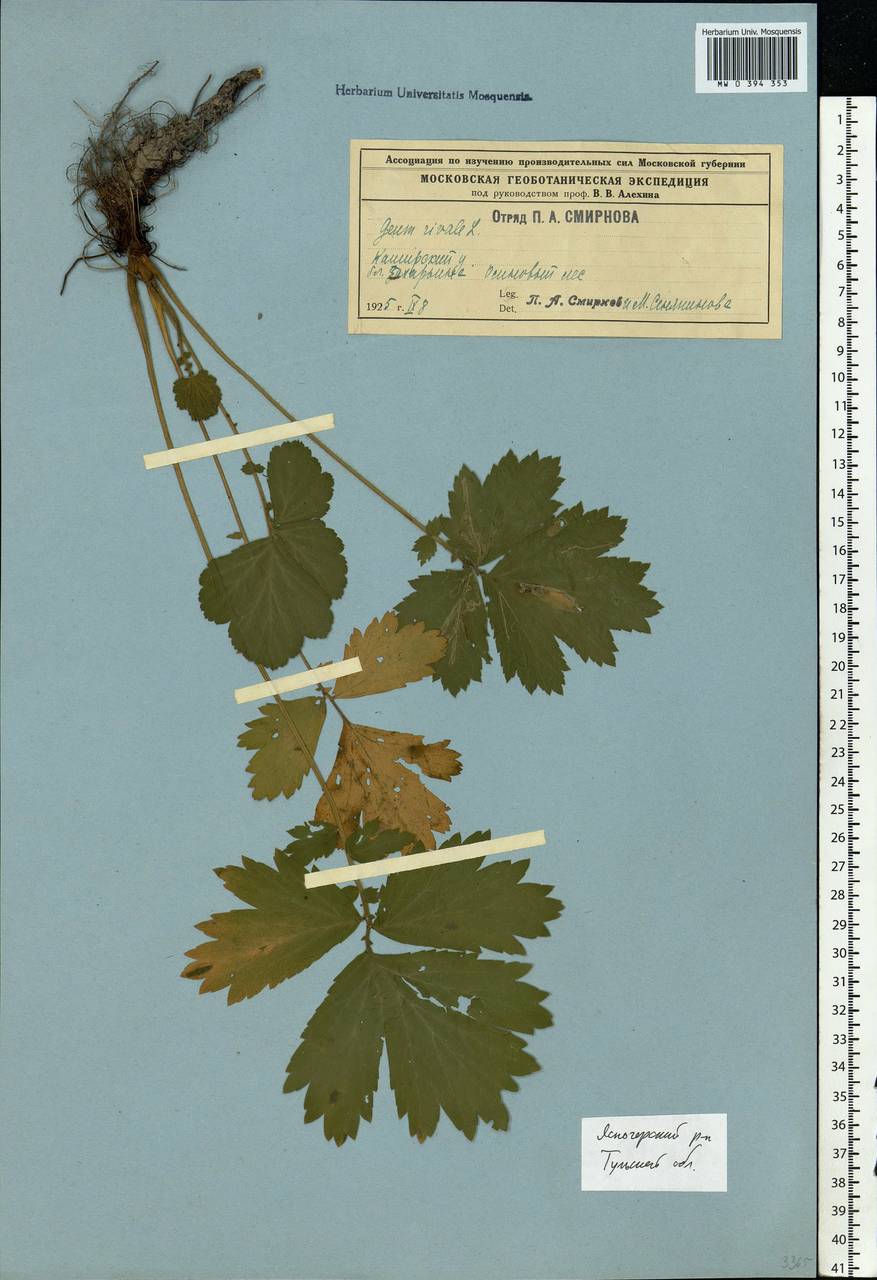 Geum rivale L., Eastern Europe, Central region (E4) (Russia)