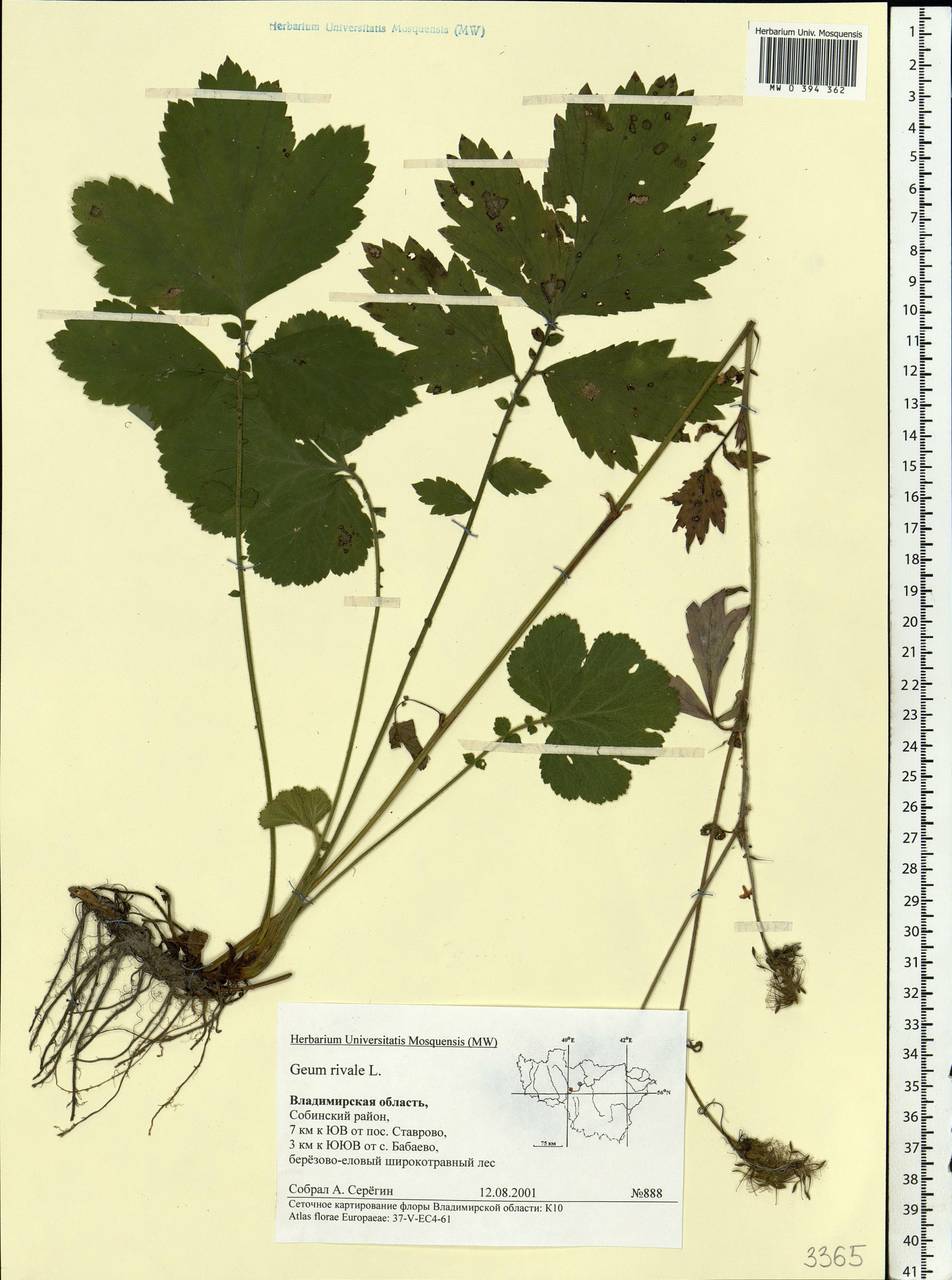 Geum rivale L., Eastern Europe, Central region (E4) (Russia)