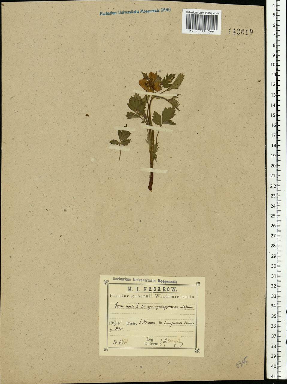 Geum rivale L., Eastern Europe, Central region (E4) (Russia)