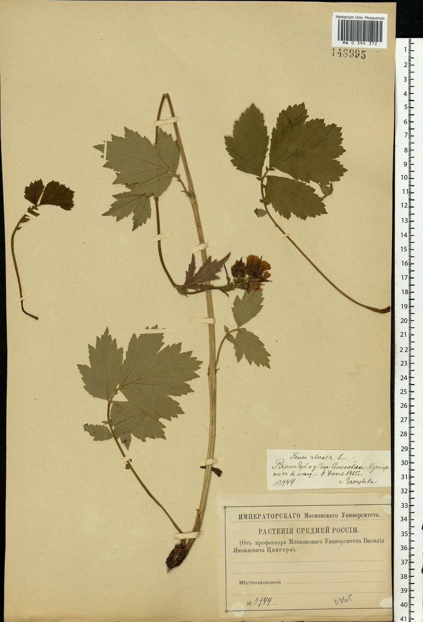 Geum rivale L., Eastern Europe, Central region (E4) (Russia)