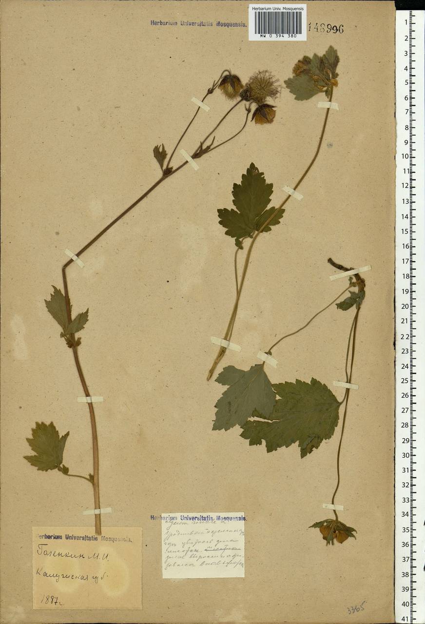 Geum rivale L., Eastern Europe, Central region (E4) (Russia)