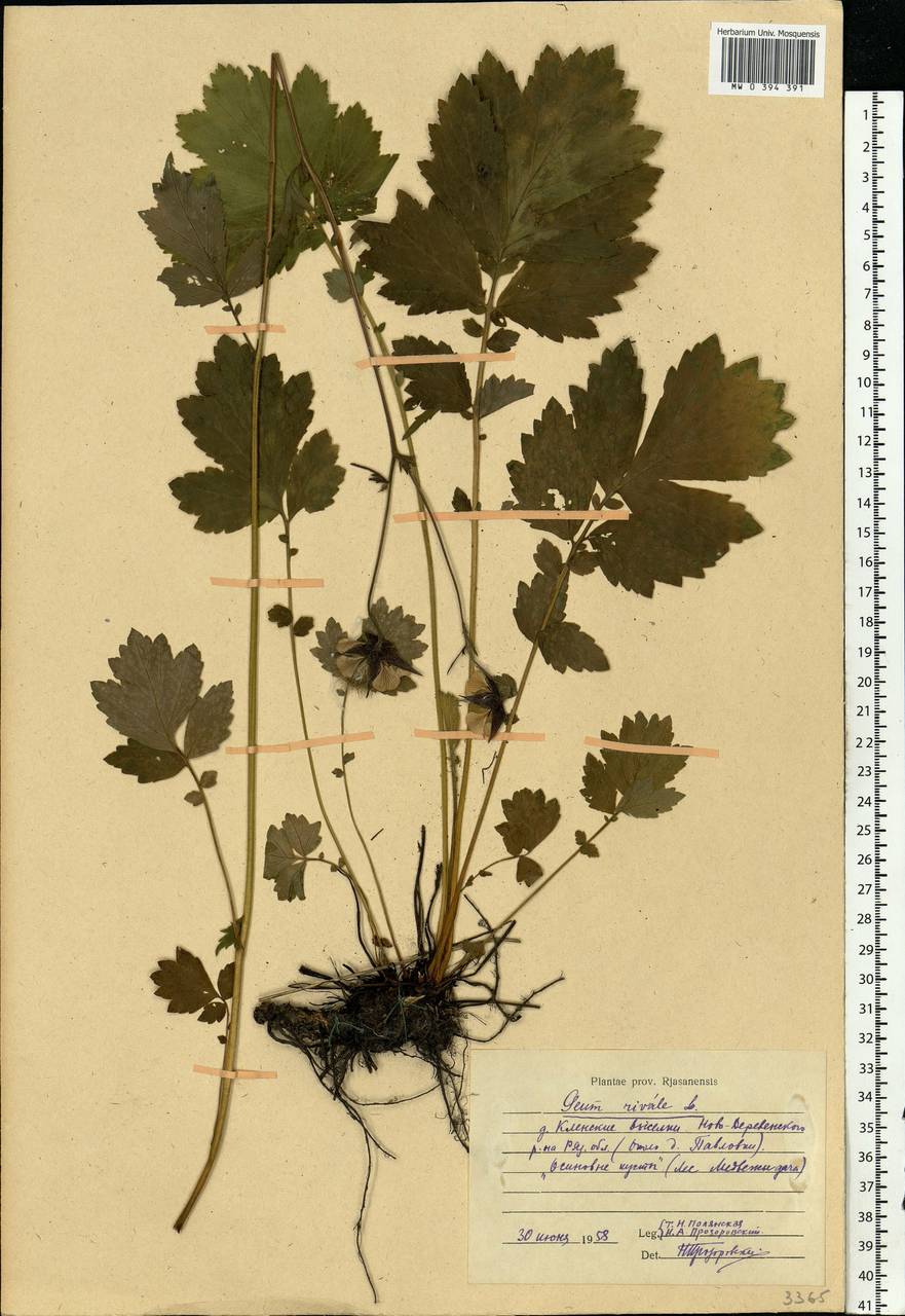 Geum rivale L., Eastern Europe, Central region (E4) (Russia)