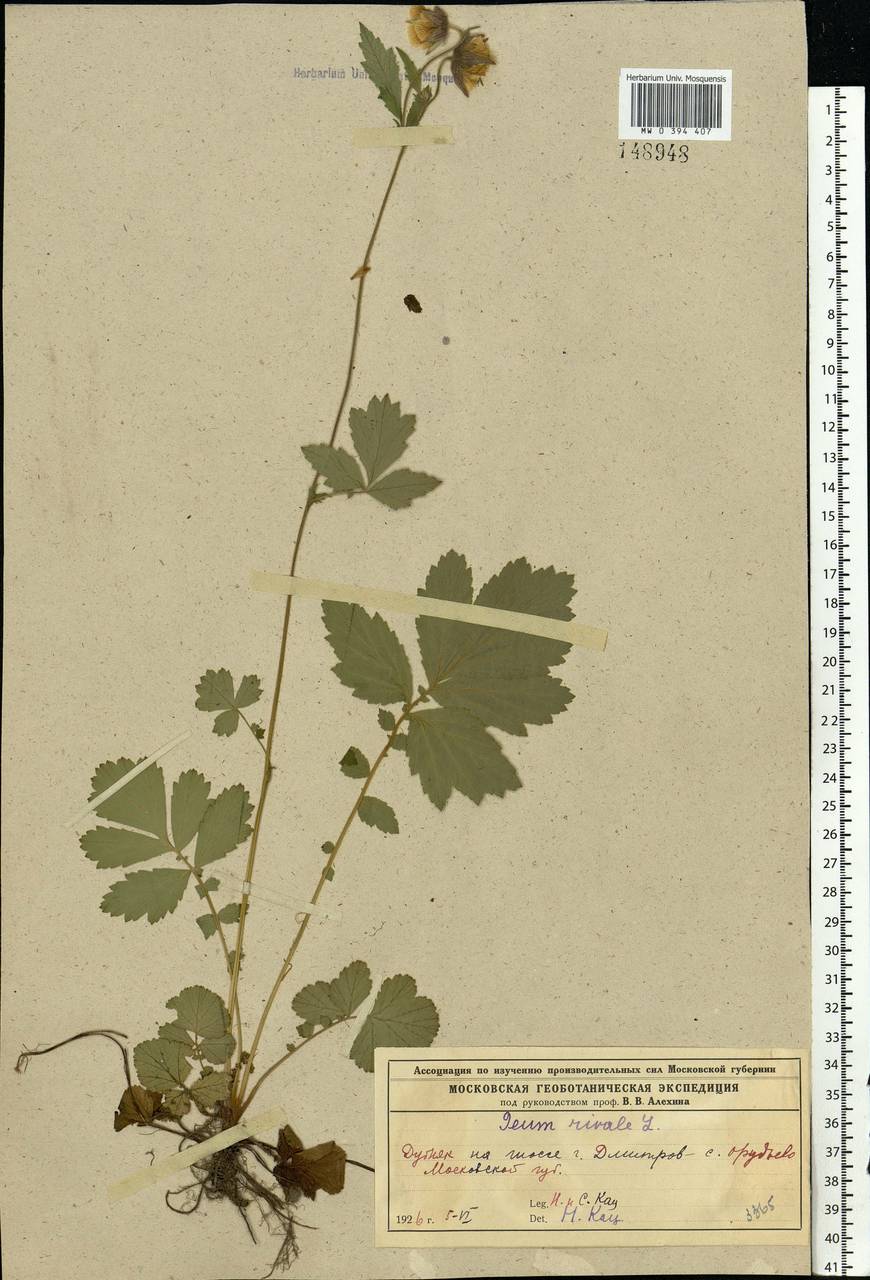 Geum rivale L., Eastern Europe, Moscow region (E4a) (Russia)