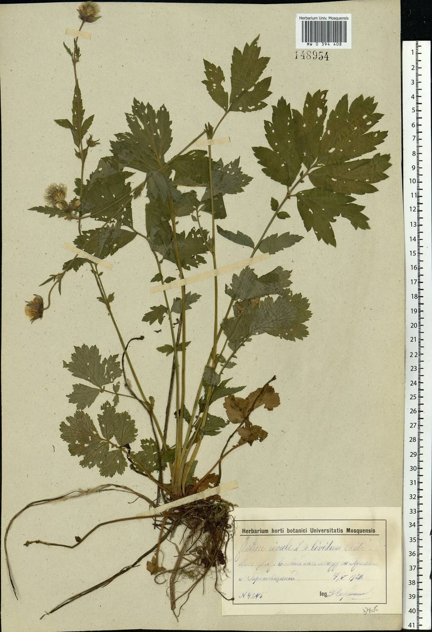 Geum rivale L., Eastern Europe, Moscow region (E4a) (Russia)