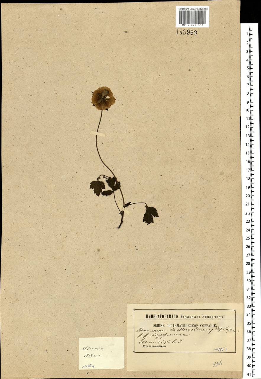 Geum rivale L., Eastern Europe, Moscow region (E4a) (Russia)