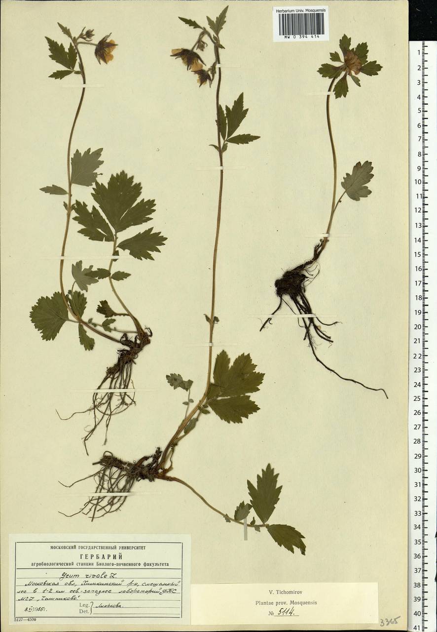 Geum rivale L., Eastern Europe, Moscow region (E4a) (Russia)