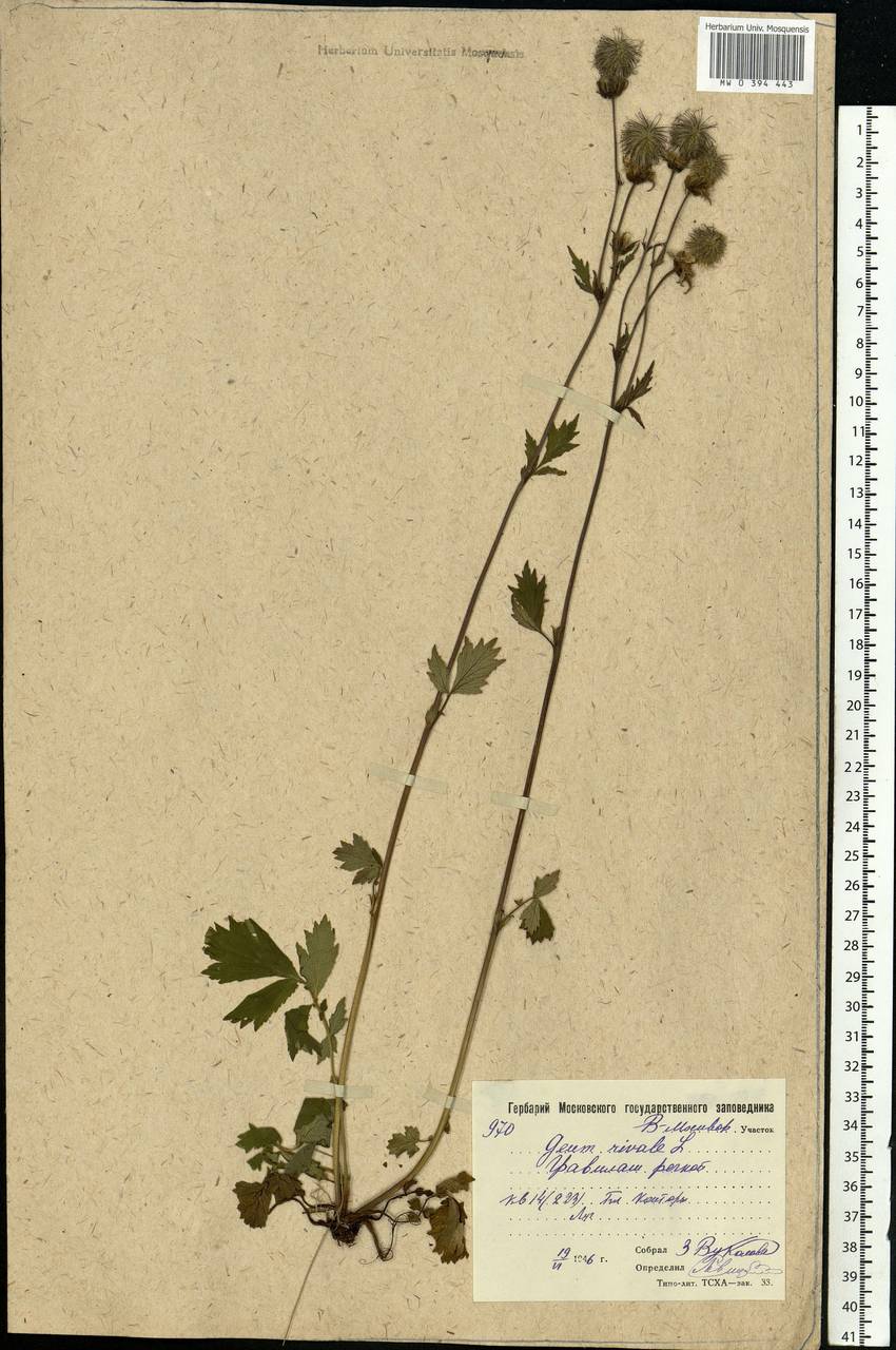 Geum rivale L., Eastern Europe, Moscow region (E4a) (Russia)