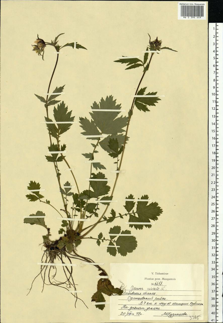 Geum rivale L., Eastern Europe, Moscow region (E4a) (Russia)
