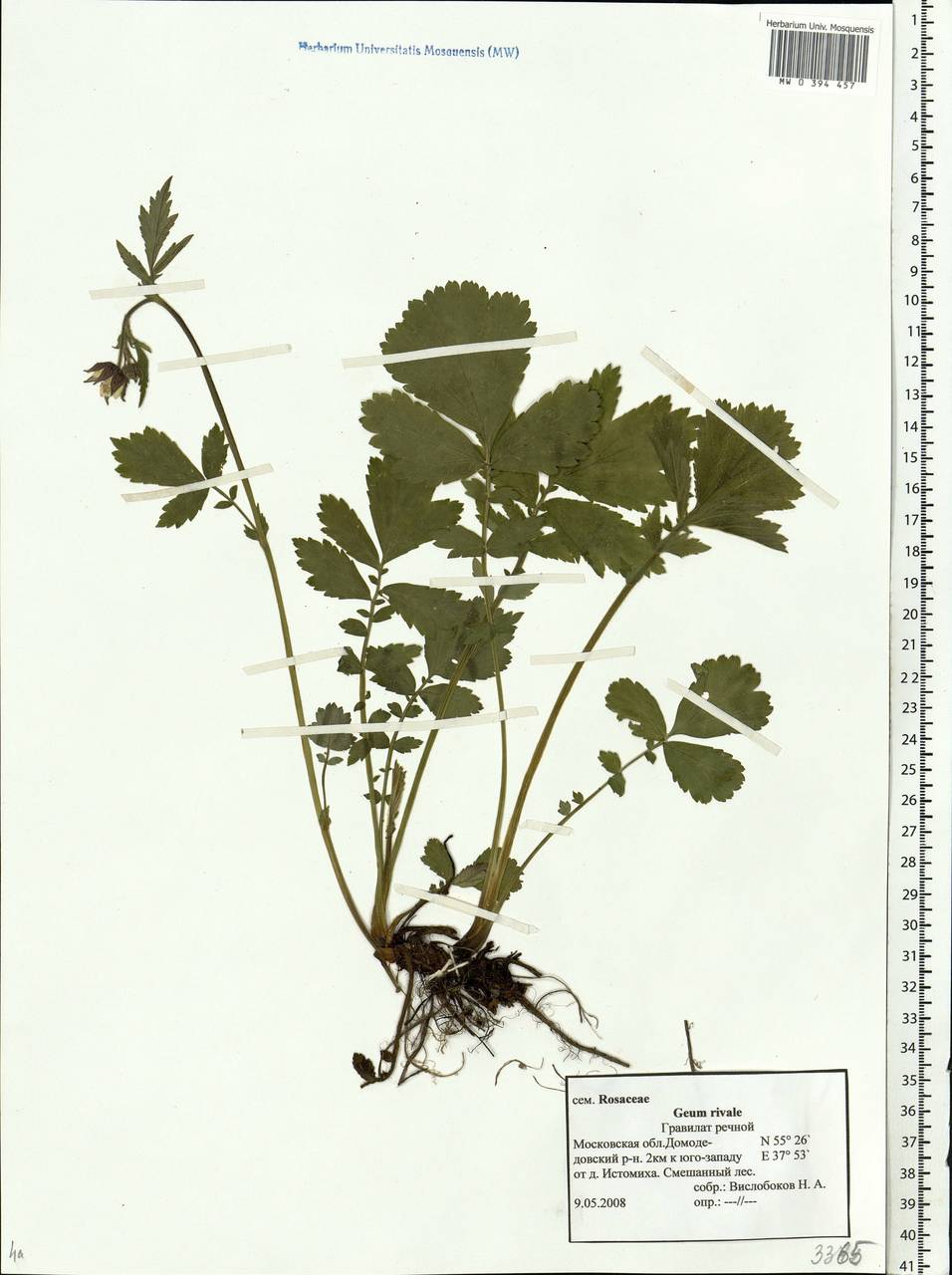 Geum rivale L., Eastern Europe, Moscow region (E4a) (Russia)