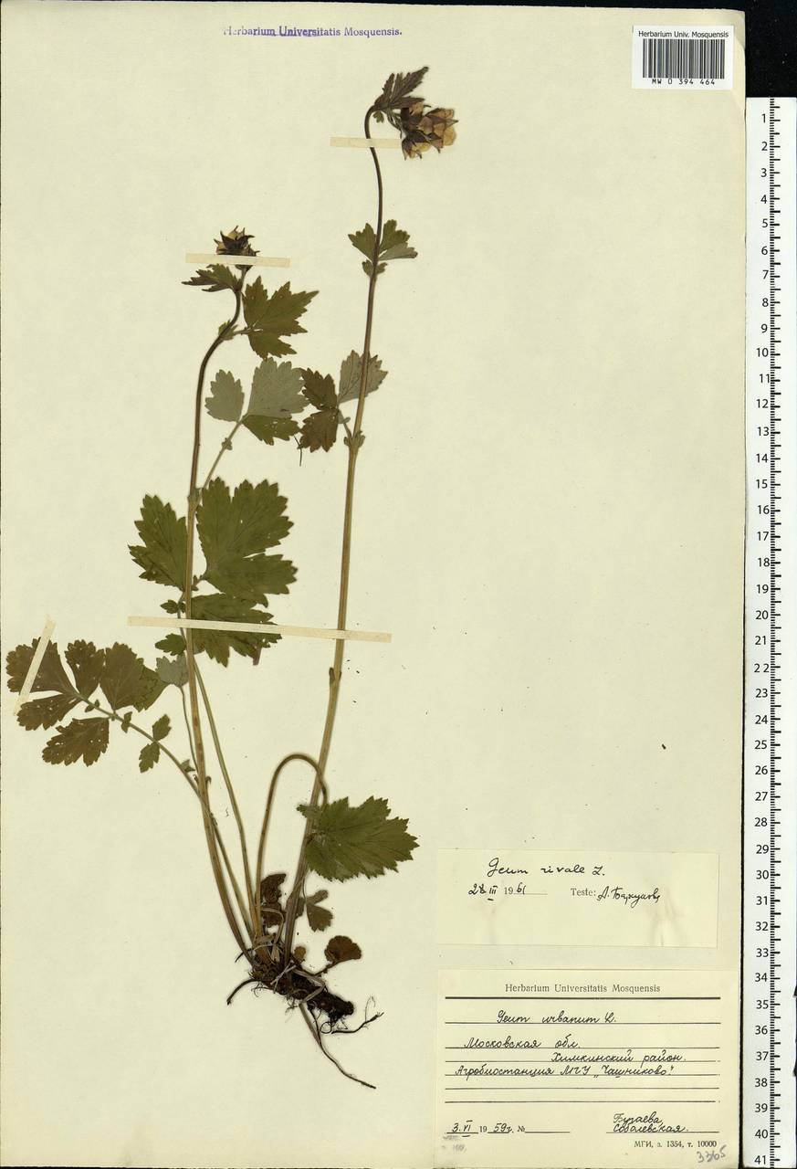 Geum rivale L., Eastern Europe, Moscow region (E4a) (Russia)