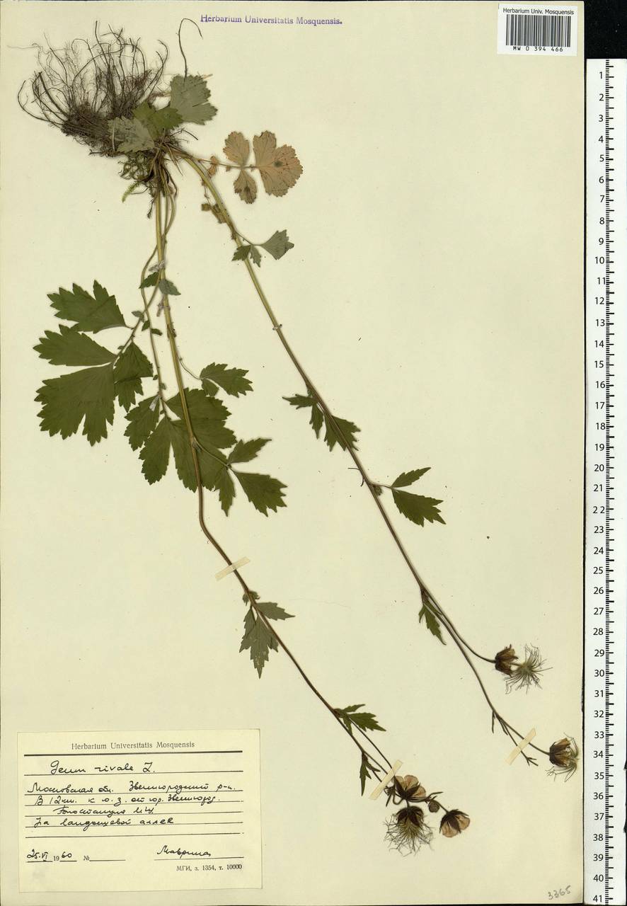 Geum rivale L., Eastern Europe, Moscow region (E4a) (Russia)
