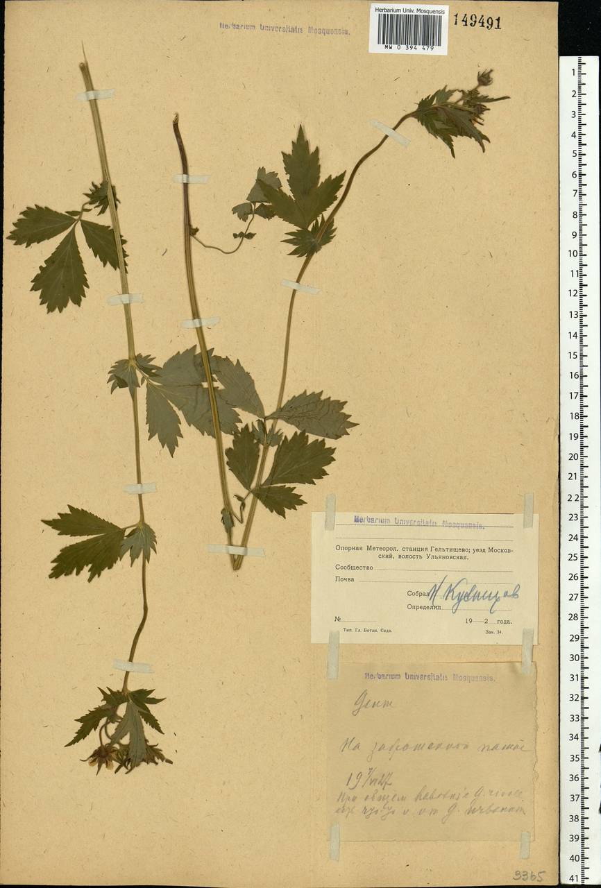 Geum rivale L., Eastern Europe, Moscow region (E4a) (Russia)