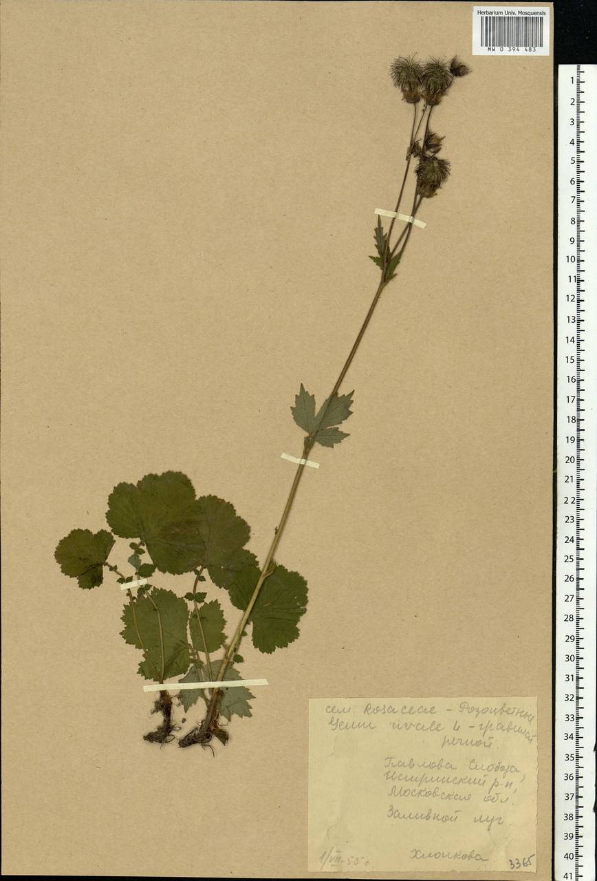Geum rivale L., Eastern Europe, Moscow region (E4a) (Russia)