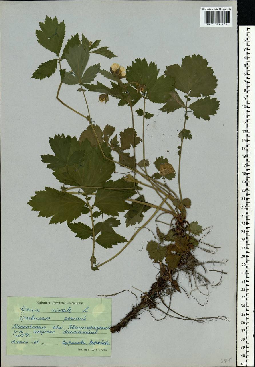 Geum rivale L., Eastern Europe, Moscow region (E4a) (Russia)