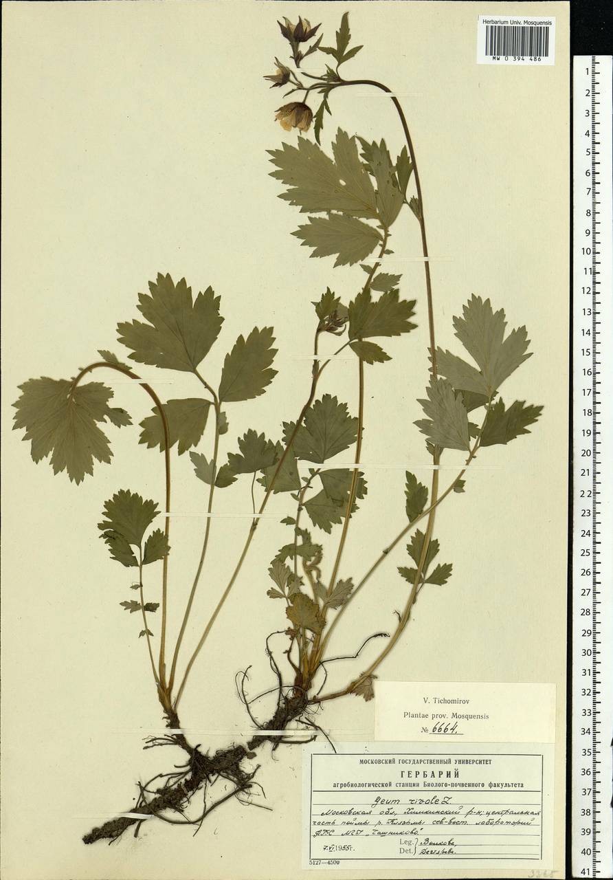 Geum rivale L., Eastern Europe, Moscow region (E4a) (Russia)