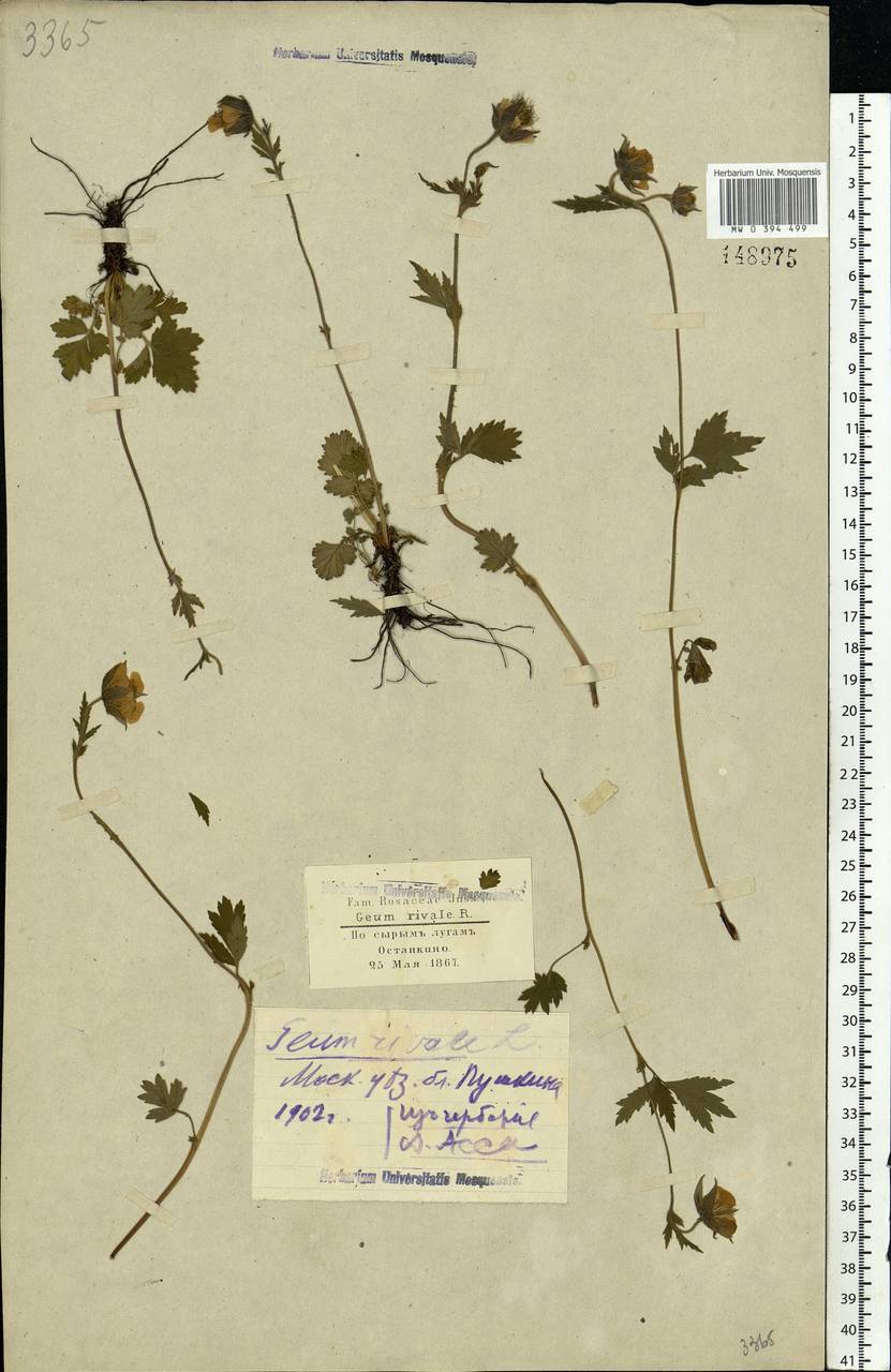 Geum rivale L., Eastern Europe, Moscow region (E4a) (Russia)