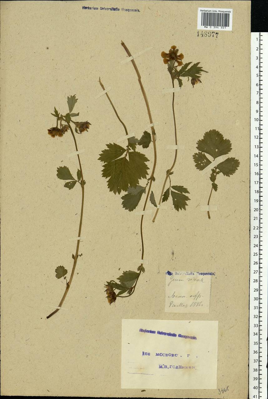 Geum rivale L., Eastern Europe, Moscow region (E4a) (Russia)