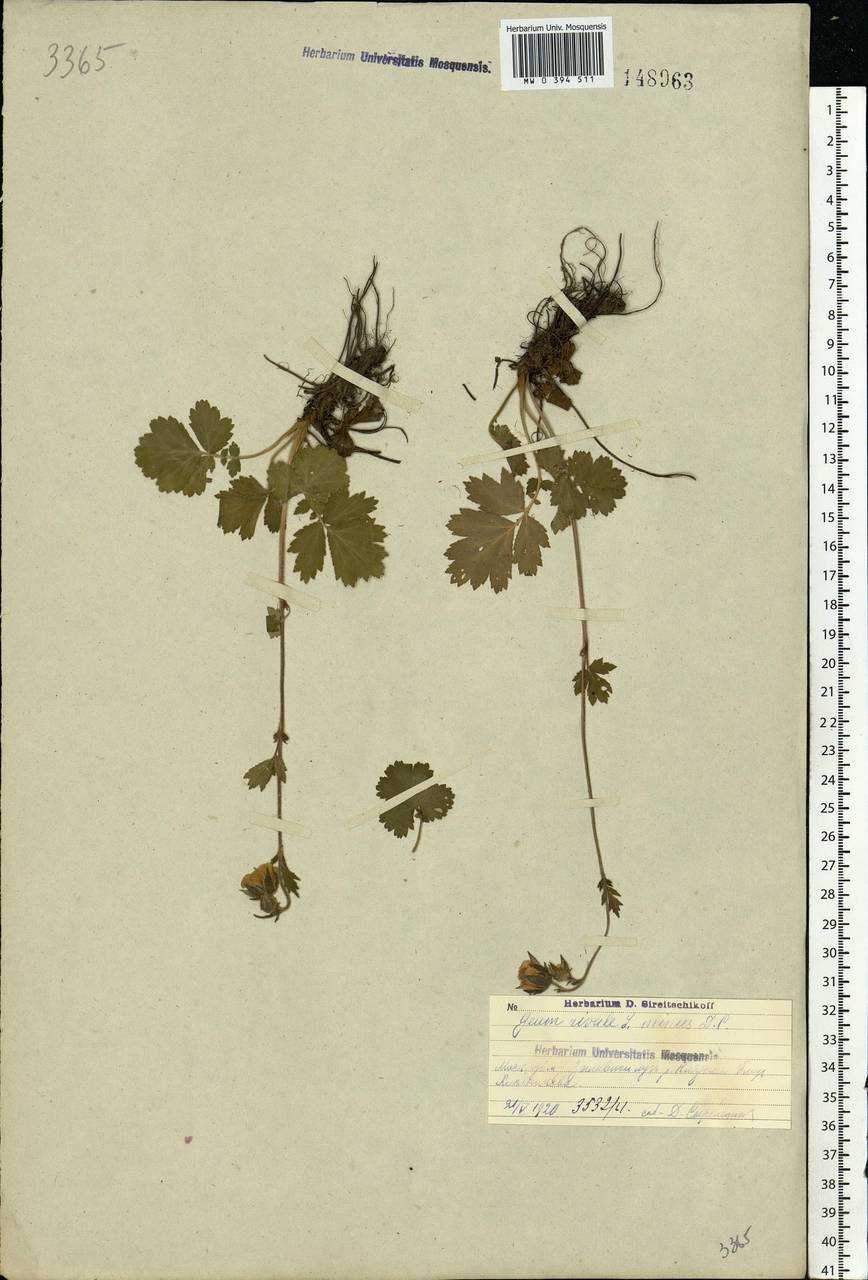 Geum rivale L., Eastern Europe, Moscow region (E4a) (Russia)