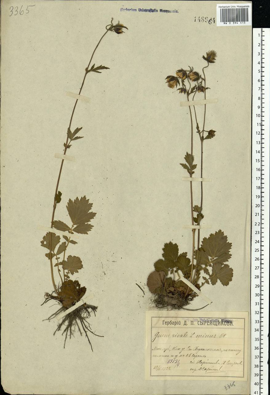 Geum rivale L., Eastern Europe, Moscow region (E4a) (Russia)