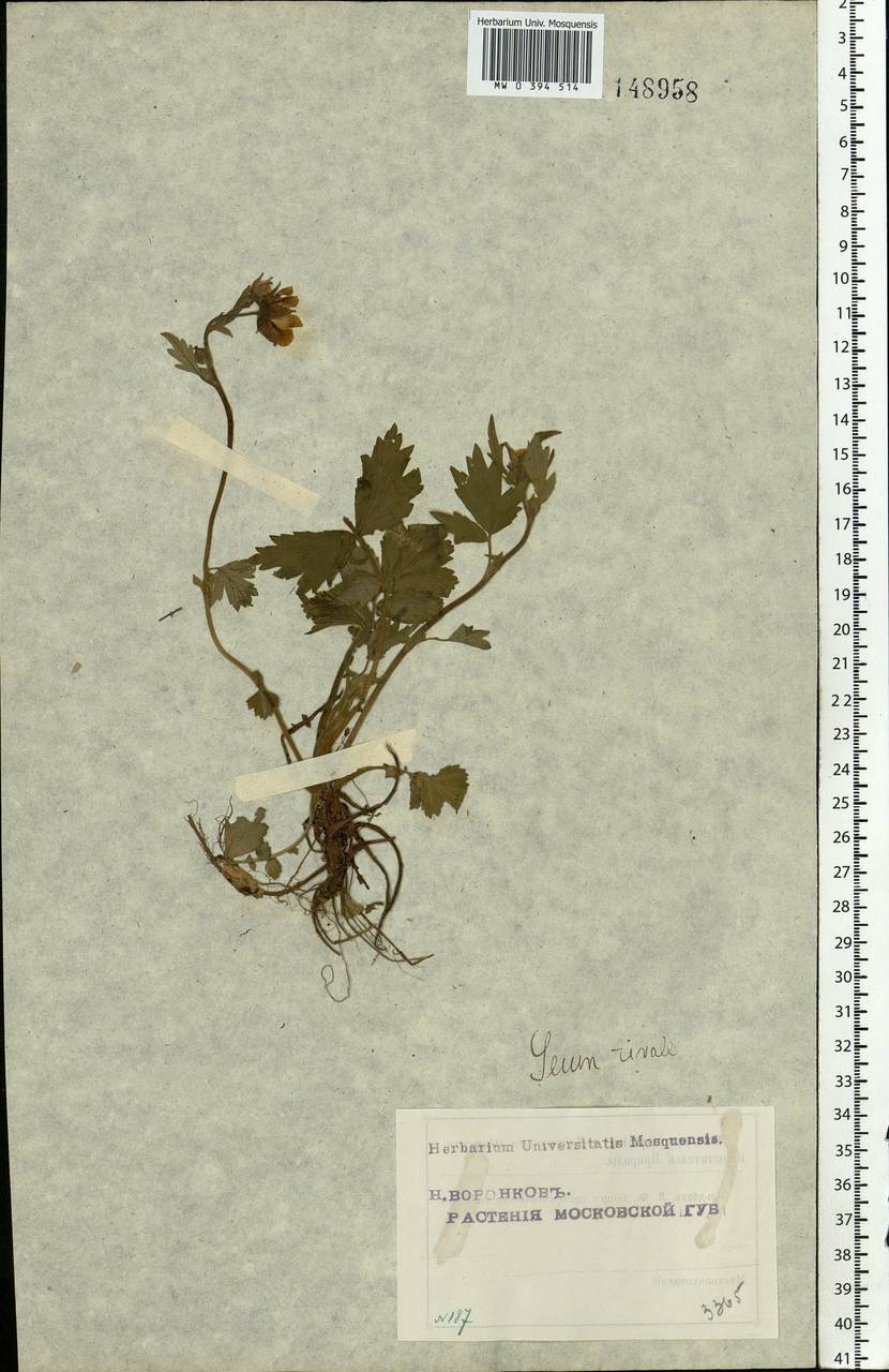 Geum rivale L., Eastern Europe, Moscow region (E4a) (Russia)