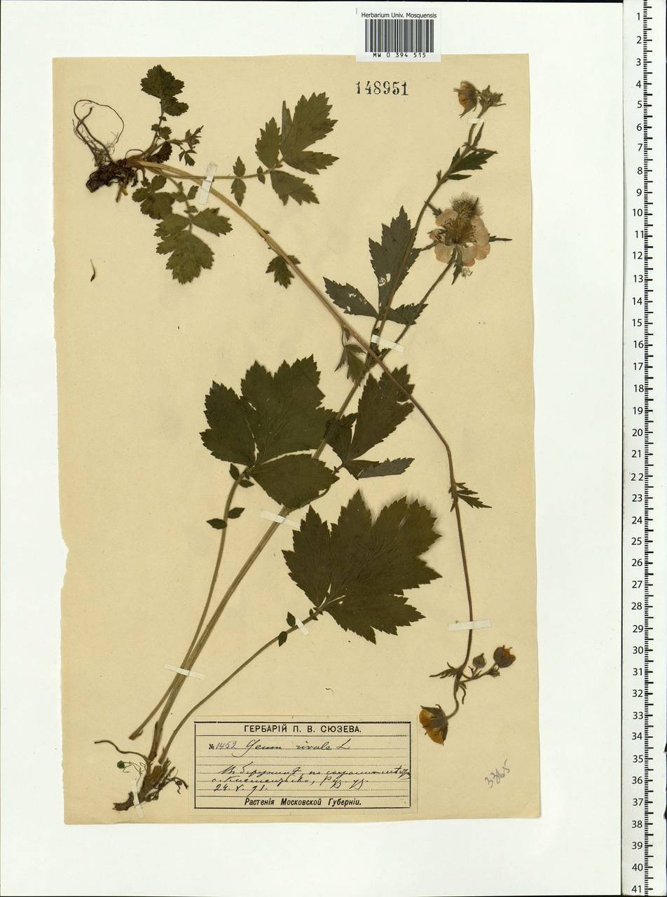 Geum rivale L., Eastern Europe, Moscow region (E4a) (Russia)