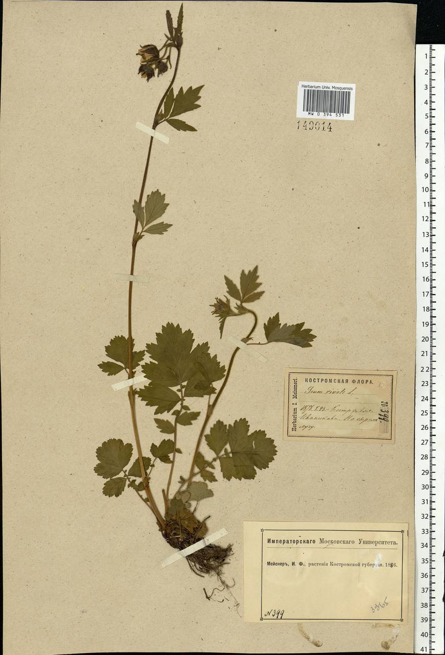 Geum rivale L., Eastern Europe, Central forest region (E5) (Russia)