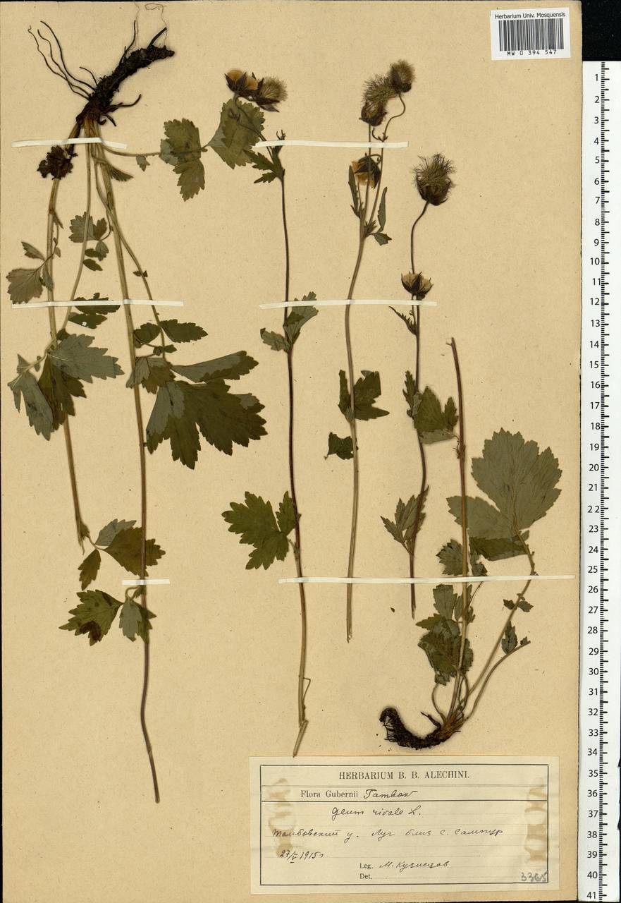 Geum rivale L., Eastern Europe, Central forest-and-steppe region (E6) (Russia)