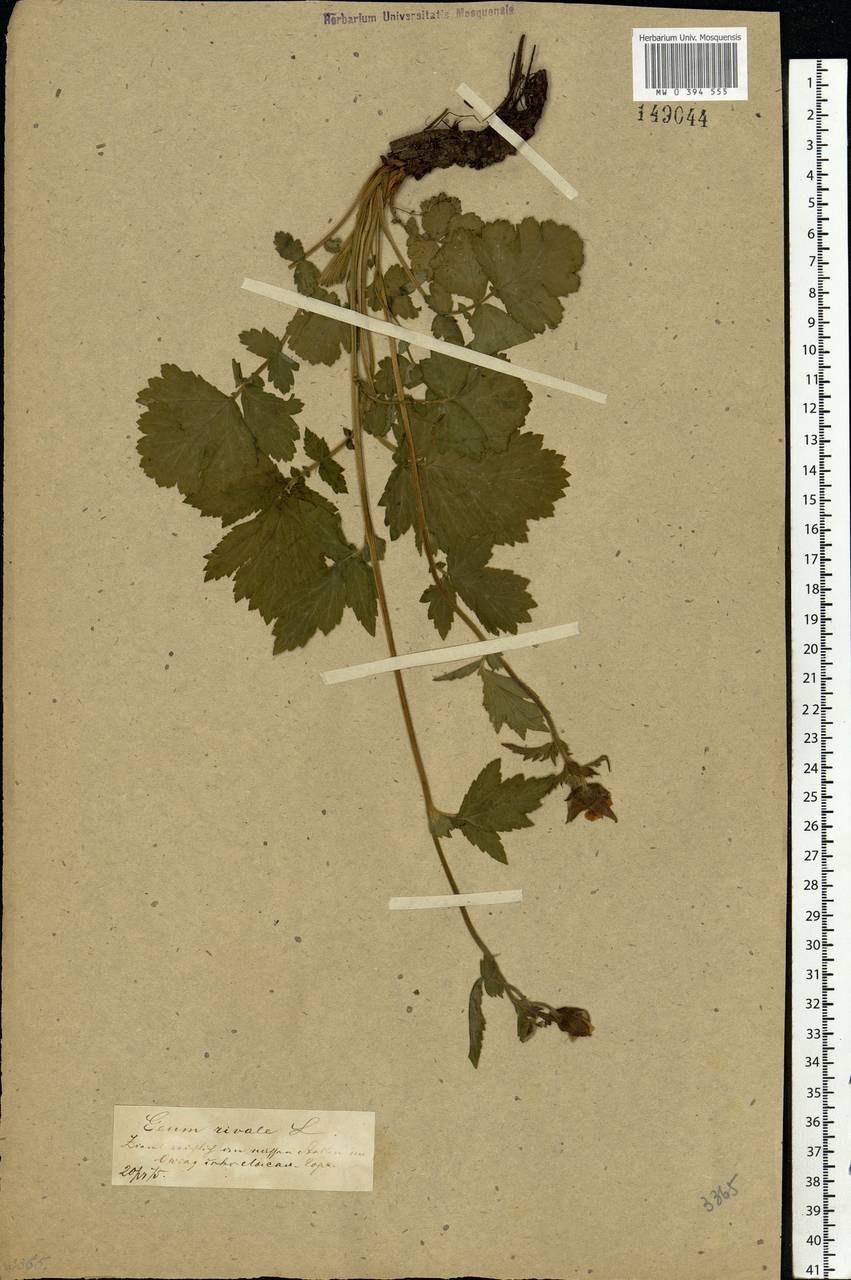 Geum rivale L., Eastern Europe, Central forest-and-steppe region (E6) (Russia)