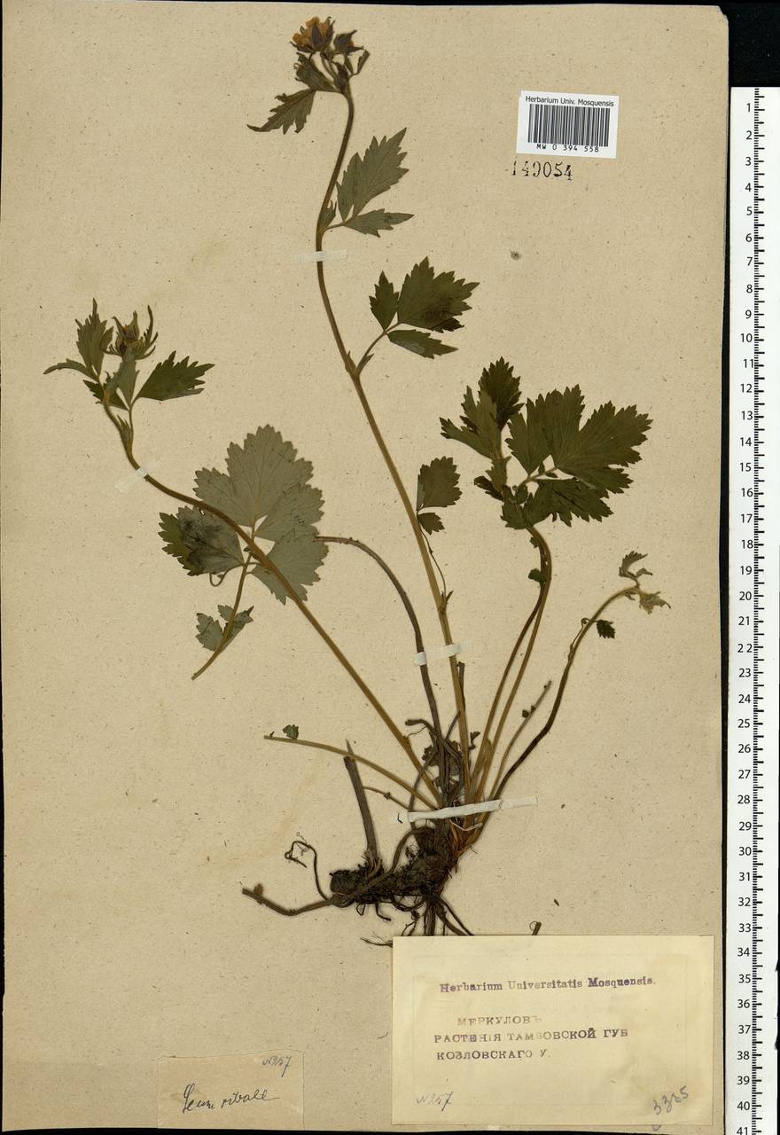Geum rivale L., Eastern Europe, Central forest-and-steppe region (E6) (Russia)