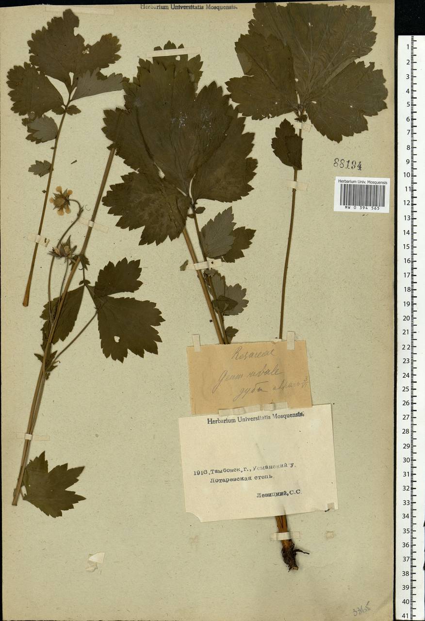 Geum rivale L., Eastern Europe, Central forest-and-steppe region (E6) (Russia)