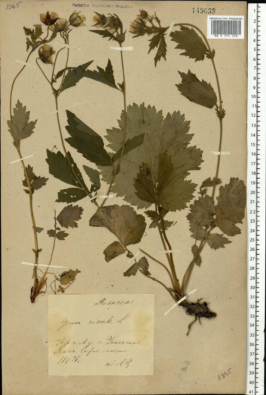 Geum rivale L., Eastern Europe, Central forest-and-steppe region (E6) (Russia)