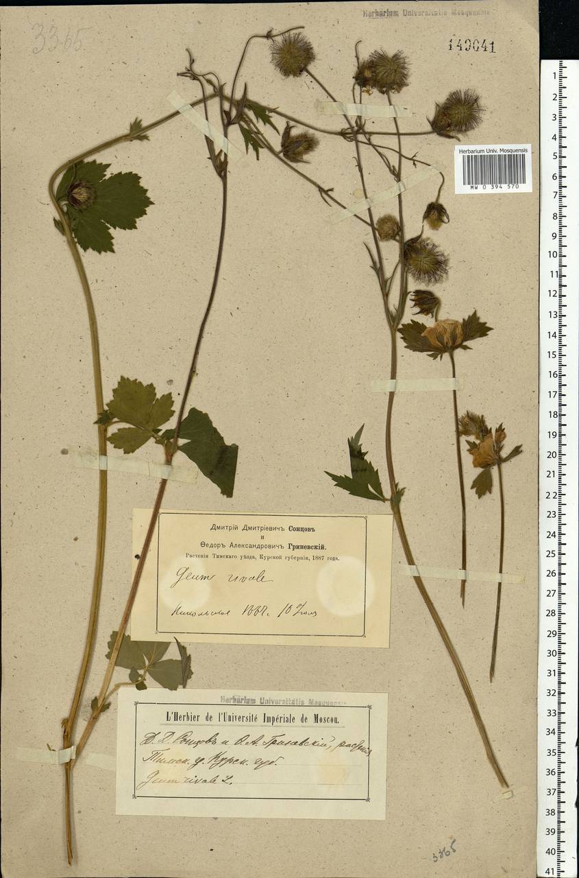 Geum rivale L., Eastern Europe, Central forest-and-steppe region (E6) (Russia)