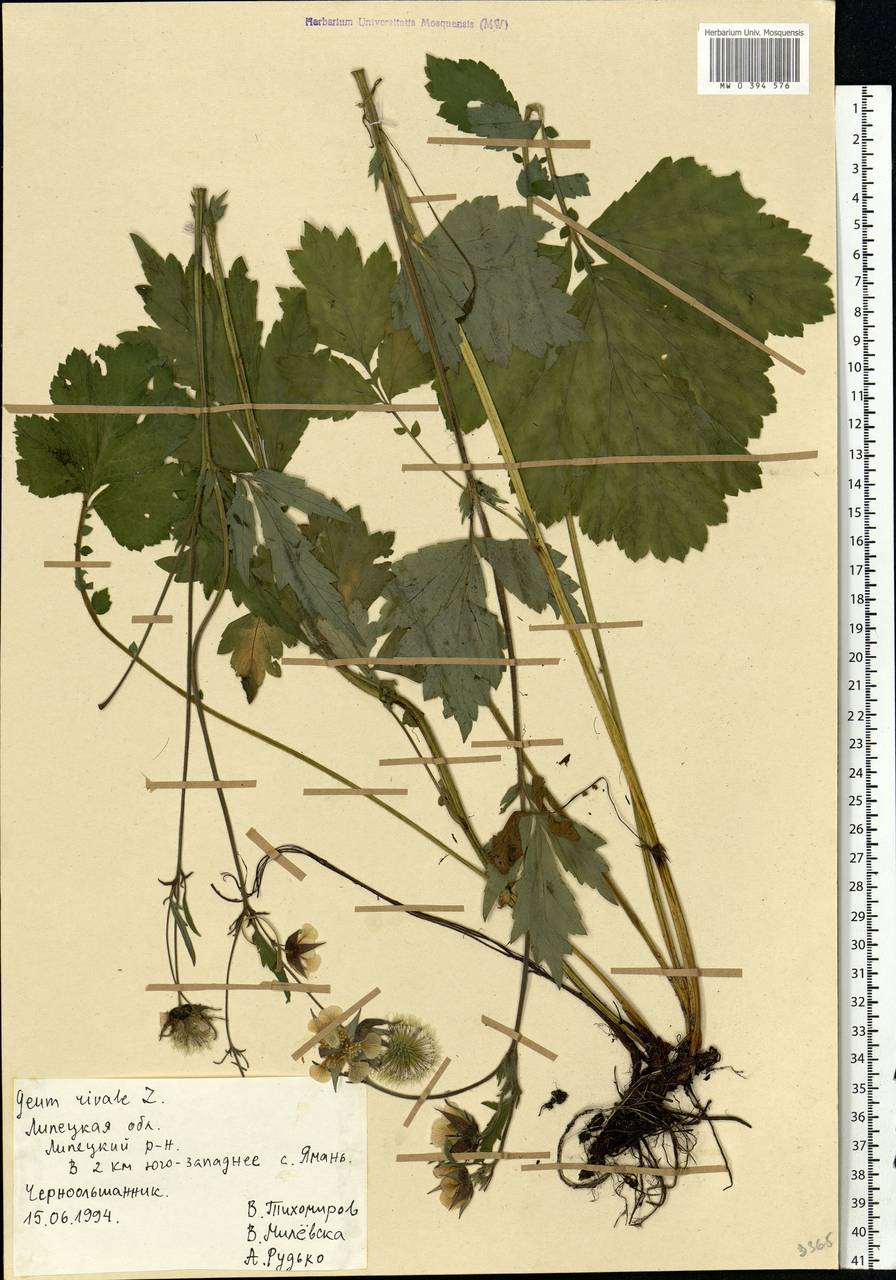 Geum rivale L., Eastern Europe, Central forest-and-steppe region (E6) (Russia)