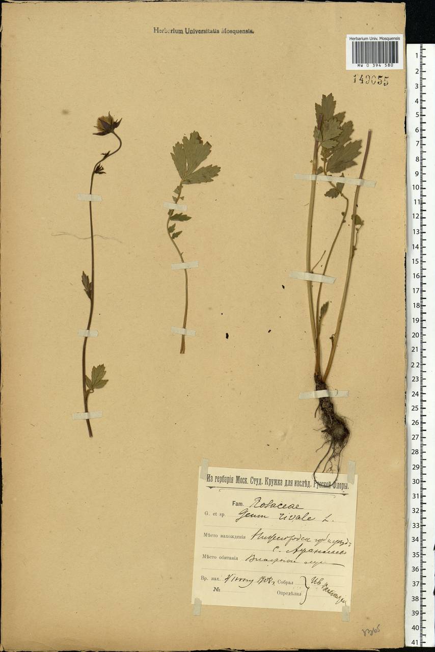 Geum rivale L., Eastern Europe, Volga-Kama region (E7) (Russia)